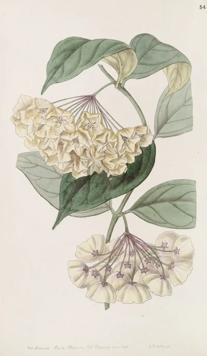 Klockblommig porslinsblomma, Sydenham Edwards