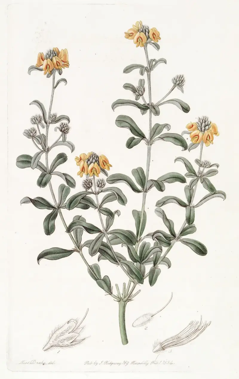 Blunt-leaved Gastrolobium, Sydenham Edwards