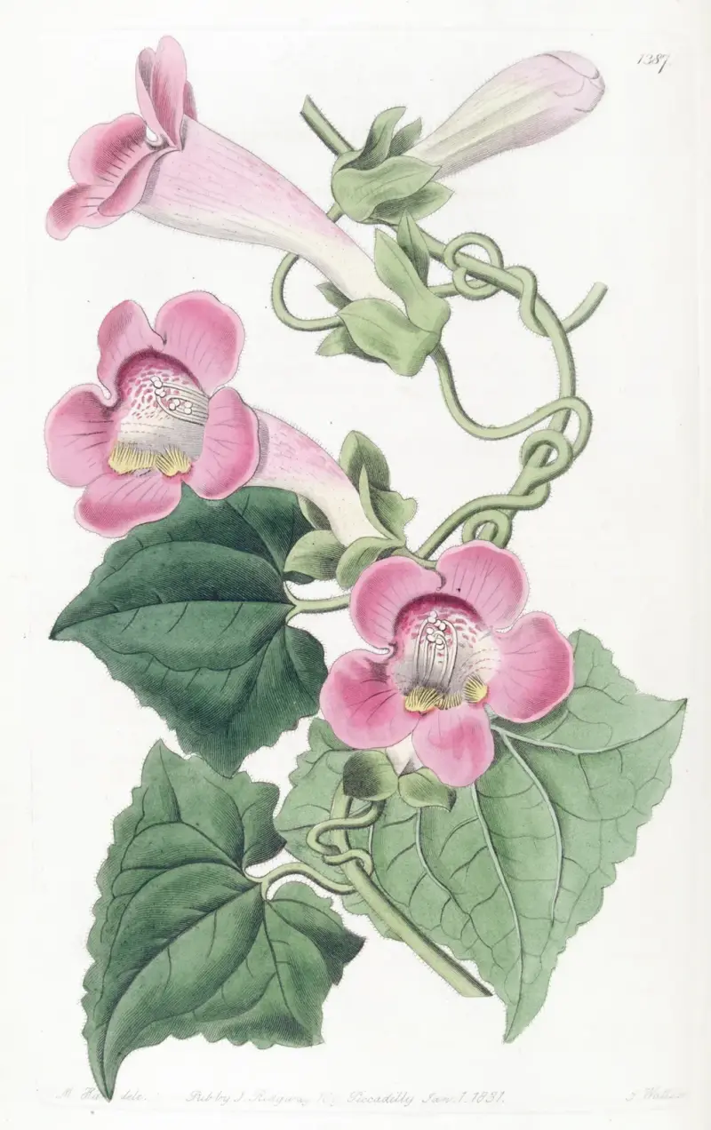 Červenající lophospermum, Sydenham Edwards