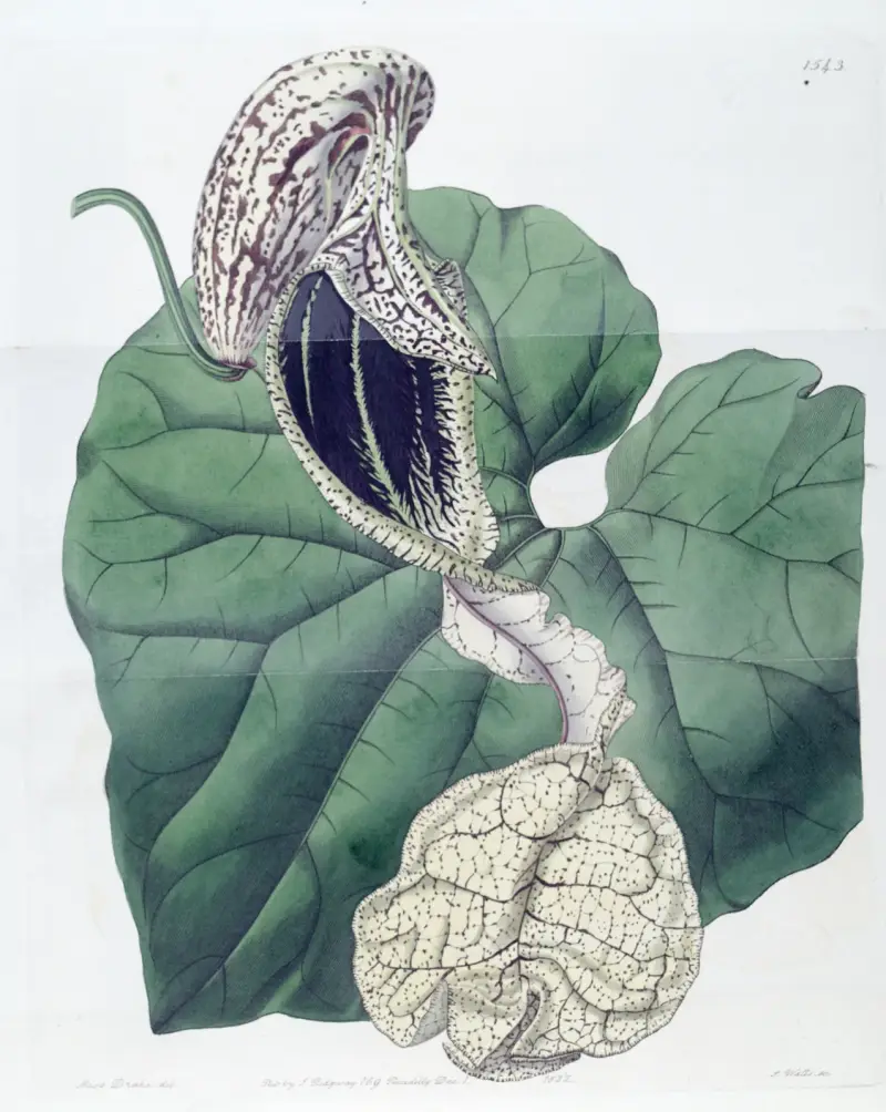 Aristolochia grandiflora, Sydenham Edwards
