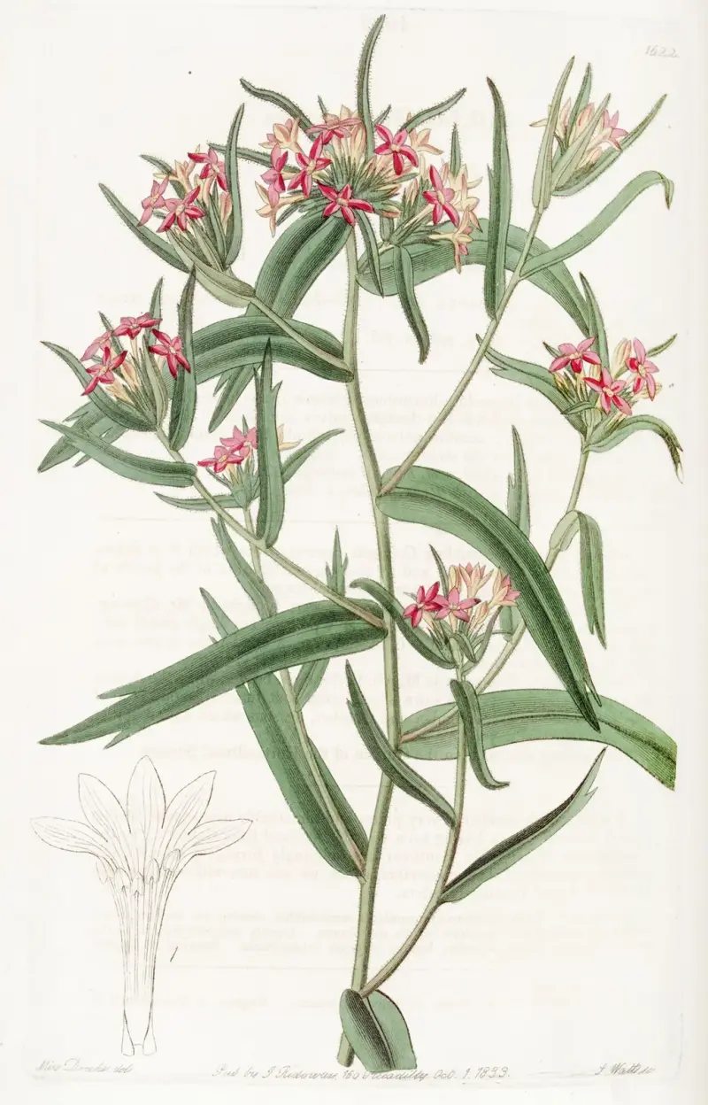 Cihlově červená Collomia, Sydenham Edwards