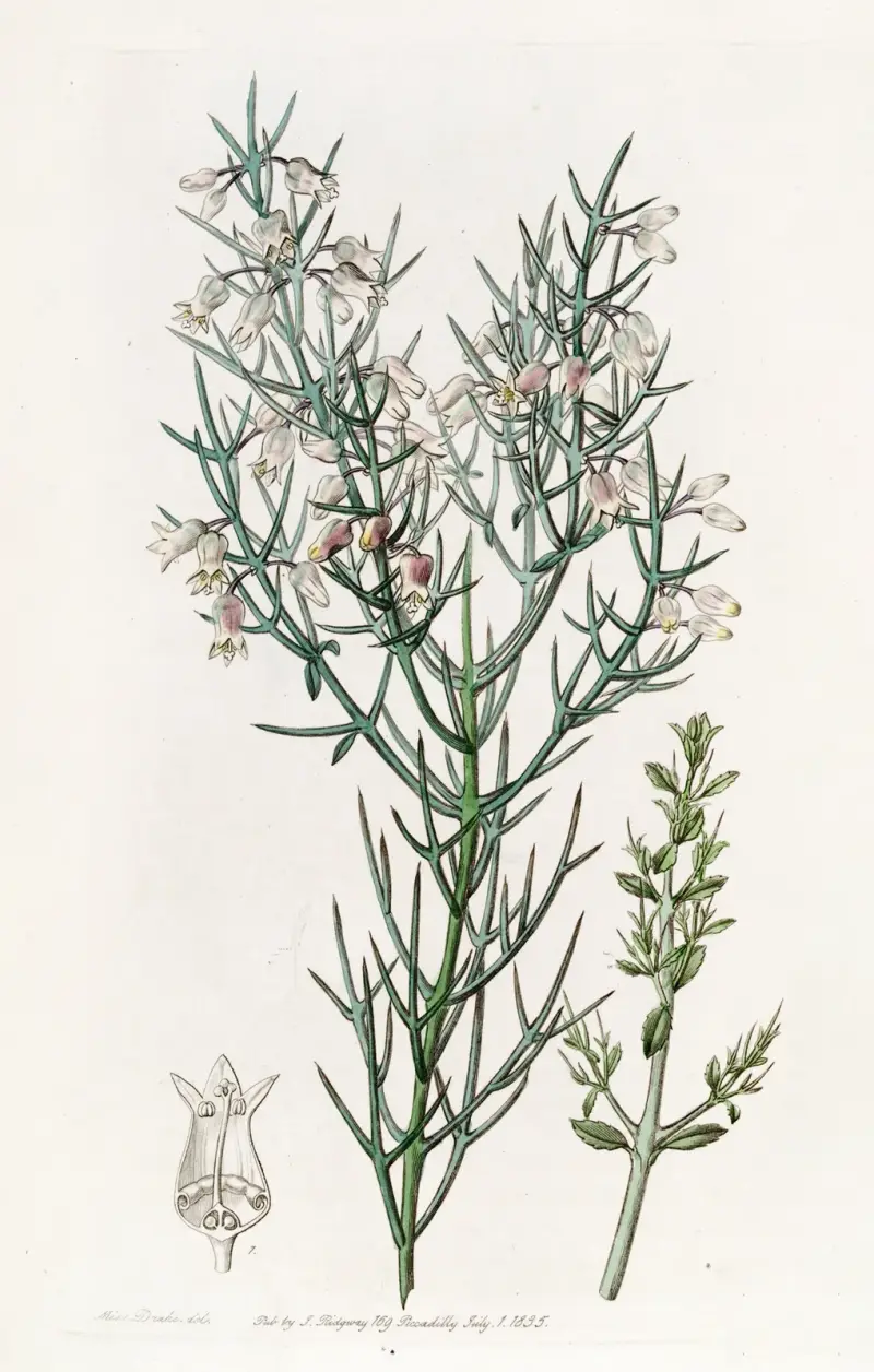 Bristling Colletia av Sydenham Edwards