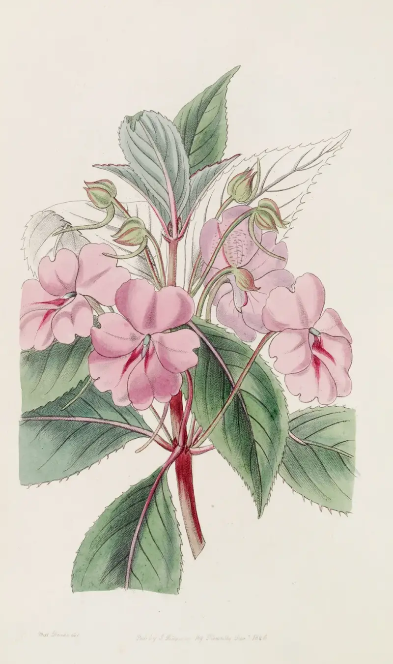 Bredbladig balsamin, Sydenham Edwards