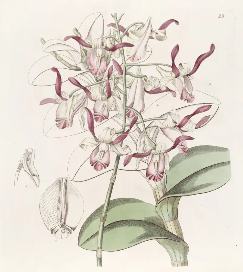 Dendrobium s hlavatými květy, Sydenham Edwards