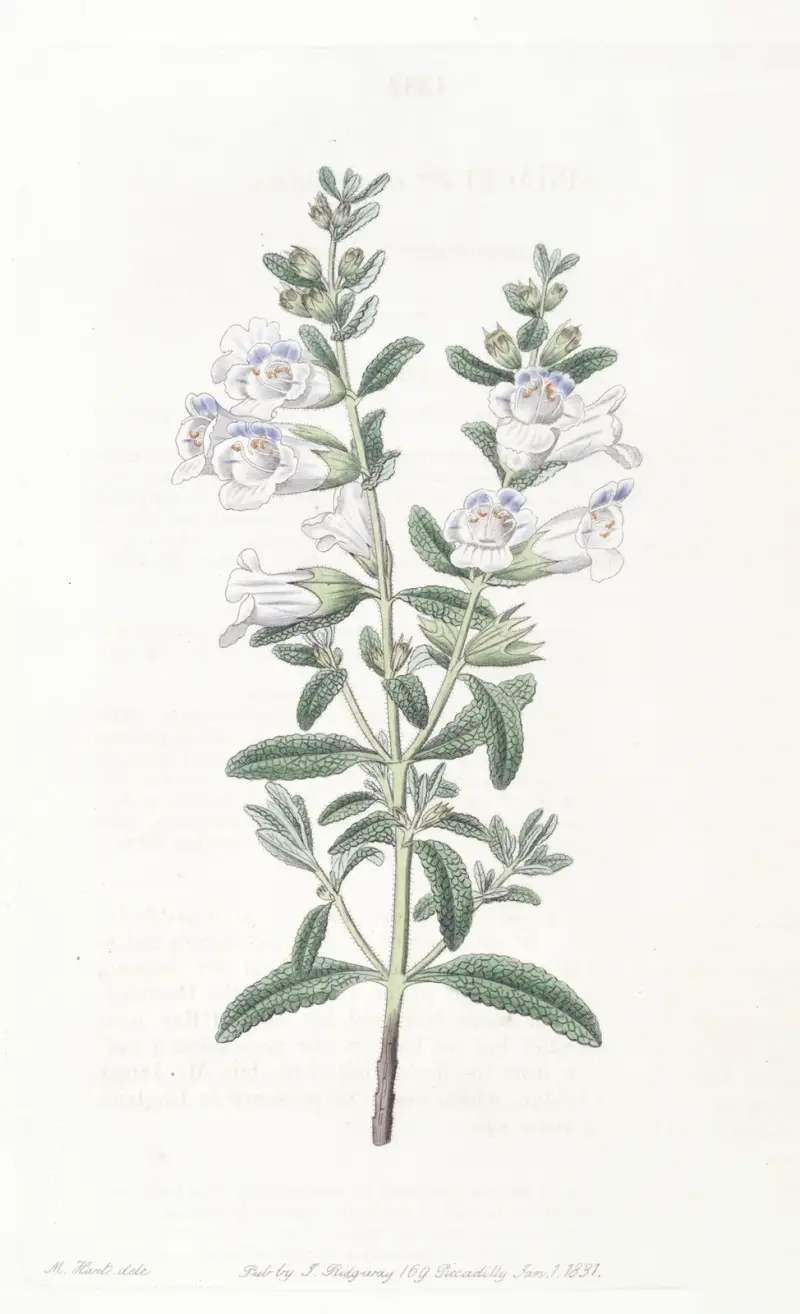 Campanulate Sphacele, Sydenham Edwards