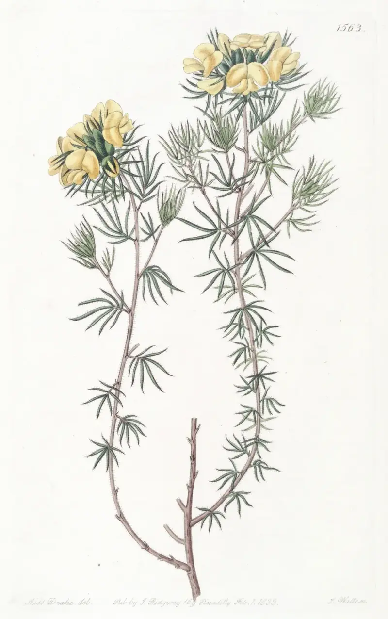 Gompholobium główkowate, Sydenham Edwards