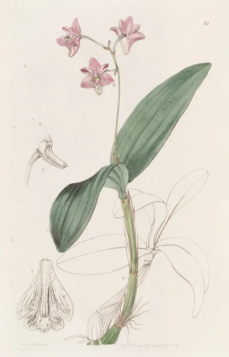 Captain King’s Dendrobium av Sydenham Edwards