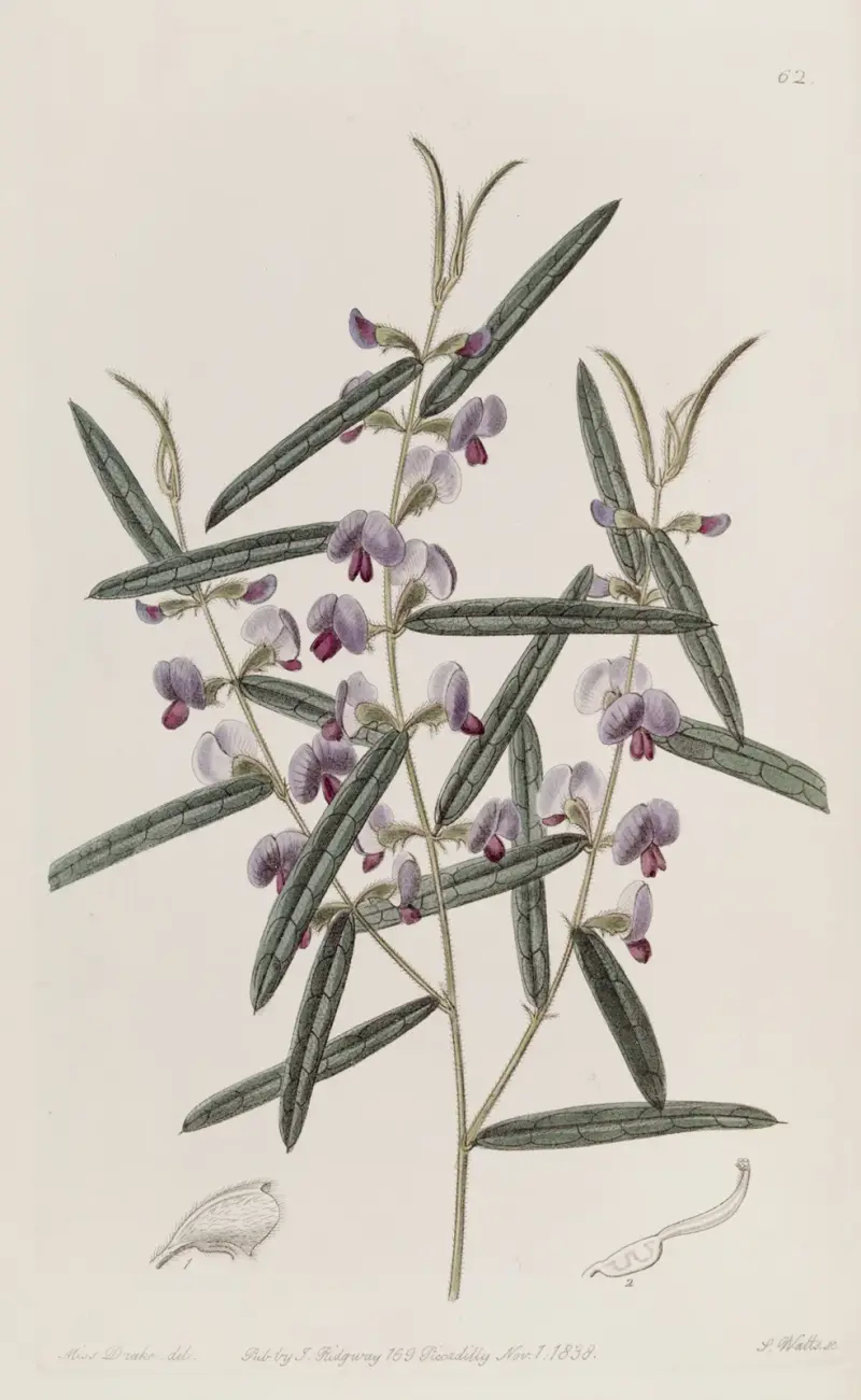Captain Mangles’ Hovea von Sydenham Edwards