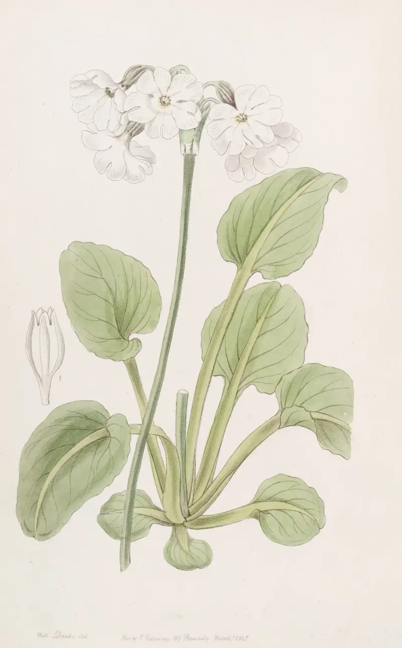 Captain Munro’s Primrose av Sydenham Edwards