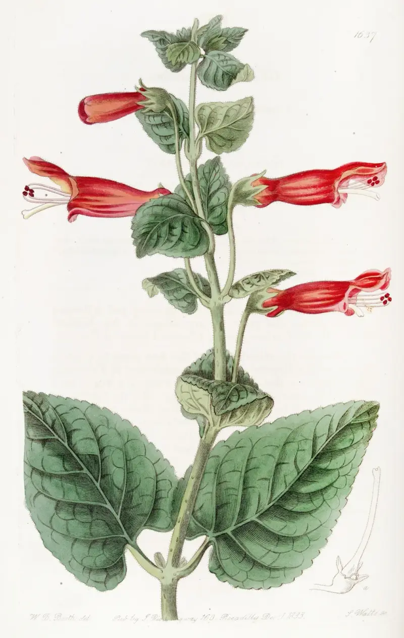 Captain Sutton's Gesnera, Sydenham Edwards