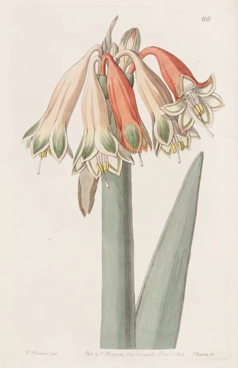 Proměnlivá kobrablomma, Sydenham Edwards