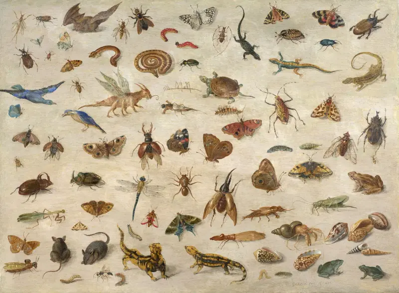 Hmyz, obojživelníci, ulity a myši, Jan Van Kessel The Elder