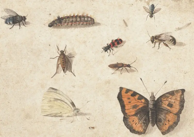 Studienblatt mit neun Insekten von Jan Van Kessel The Elder