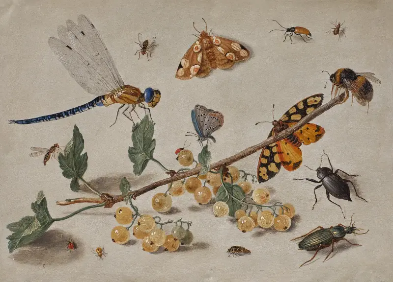 Krusbärskvist med trollslända, fjärilar, skalbaggar och ett bi av Jan Van Kessel The Elder