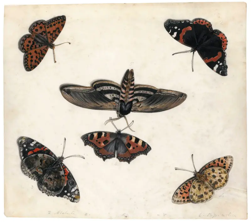 Studier av fem fjärilar och en svärmare av Jan Van Kessel The Elder