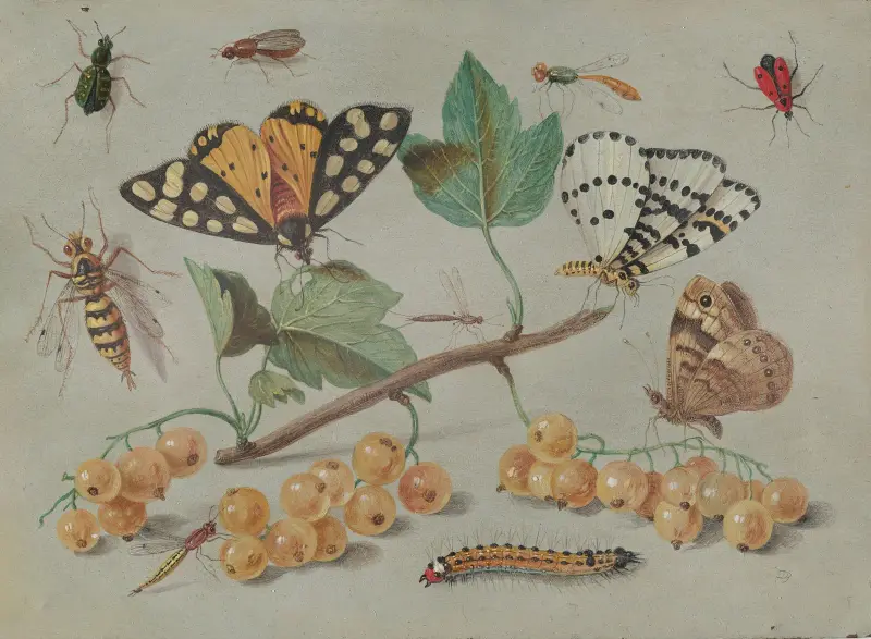 Studie eines Schmetterlings und Insekten von Jan Van Kessel The Elder