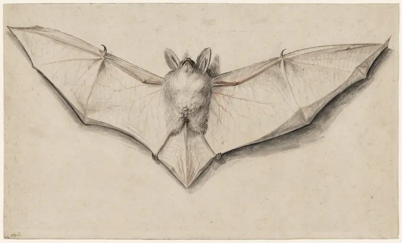 Fledermaus mit ausgebreiteten Flügeln von Hans Holbein The Younger