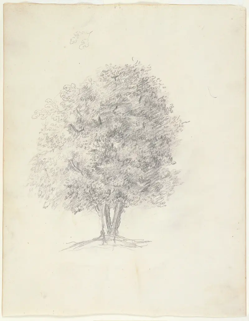 Tree Study av Théodore Rousseau