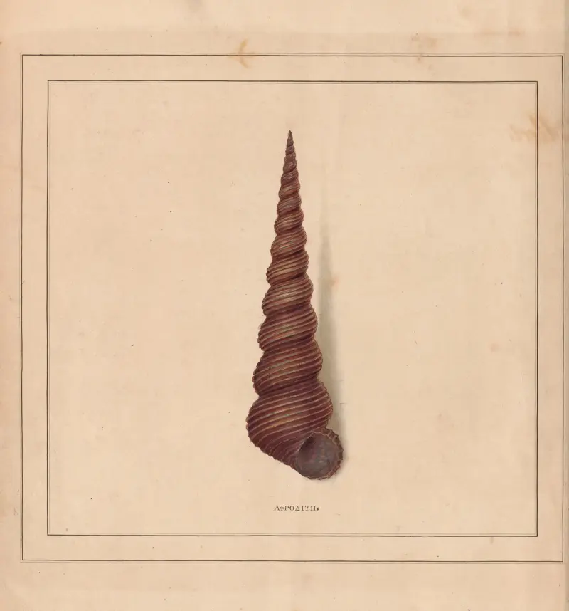 The universal conchologist Pl.01, Thomas Martyn