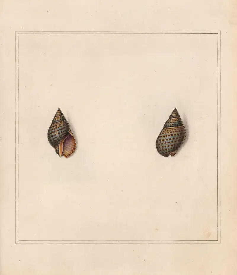 The Universal Conchologist, plansza 09, Thomas Martyn