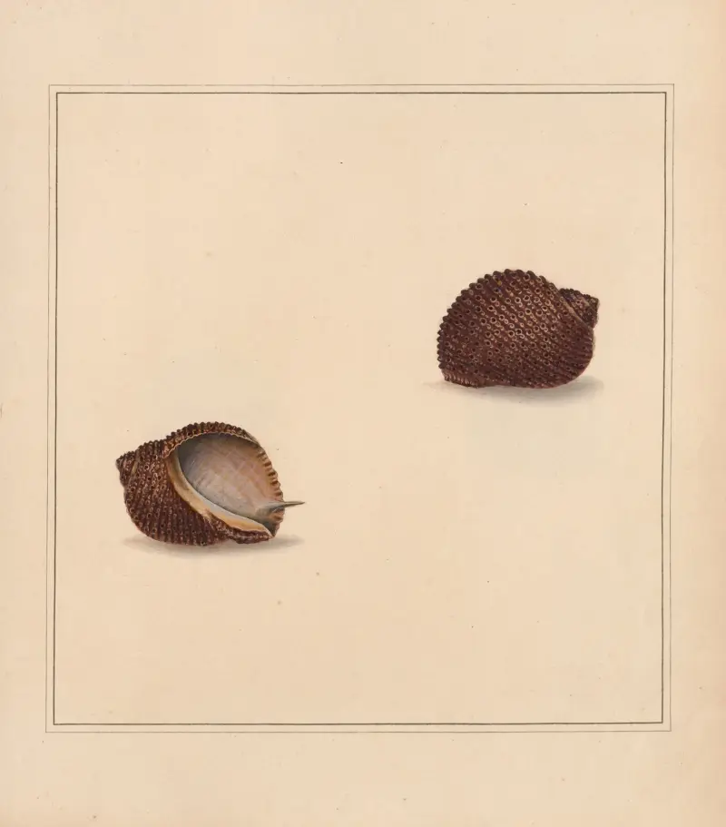 The universal conchologist Pl.11 av Thomas Martyn