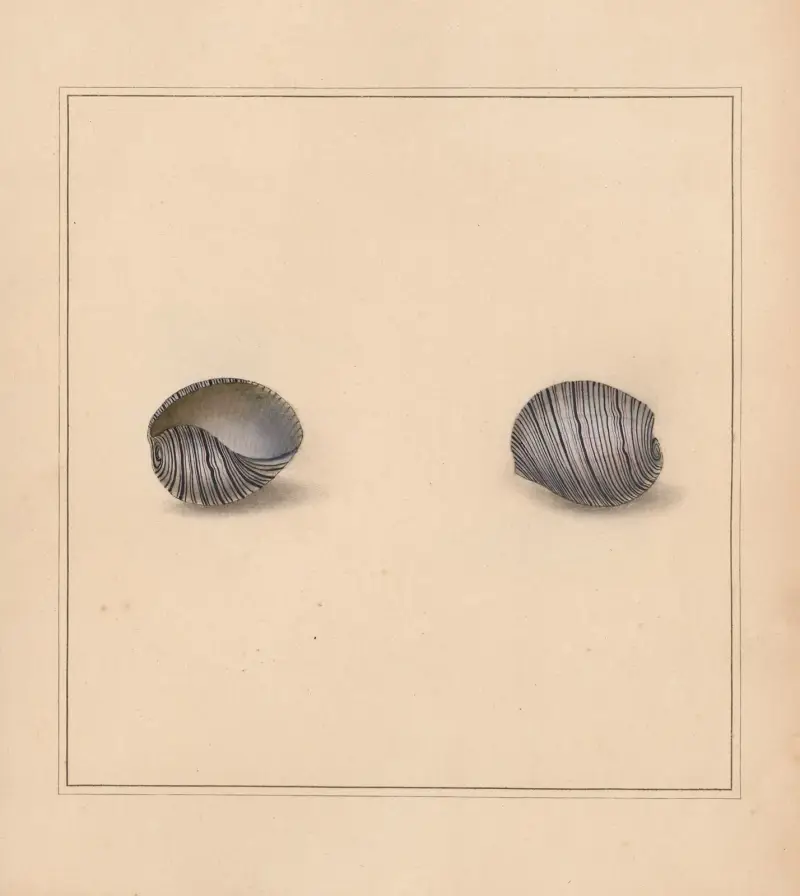 The universal conchologist Pl.12 av Thomas Martyn