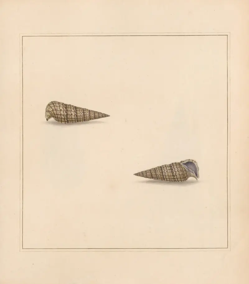 The universal conchologist Pl.13 av Thomas Martyn