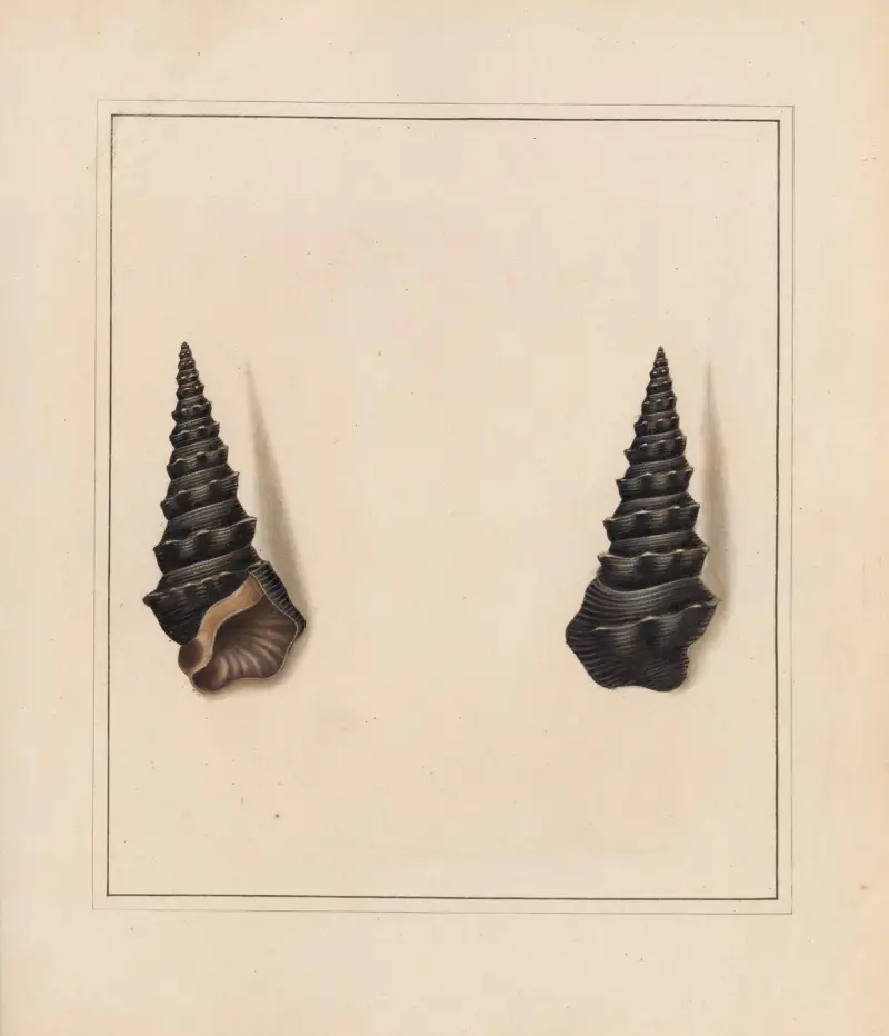 The universal conchologist Pl.14 av Thomas Martyn