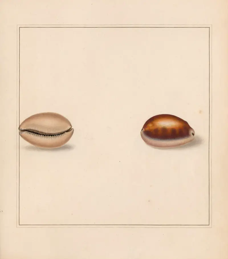 The universal conchologist Pl.15 av Thomas Martyn