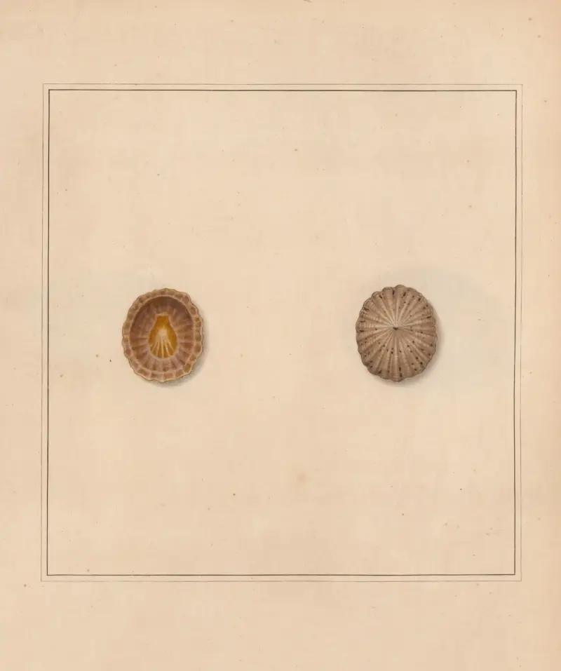 The universal conchologist Pl.17 av Thomas Martyn