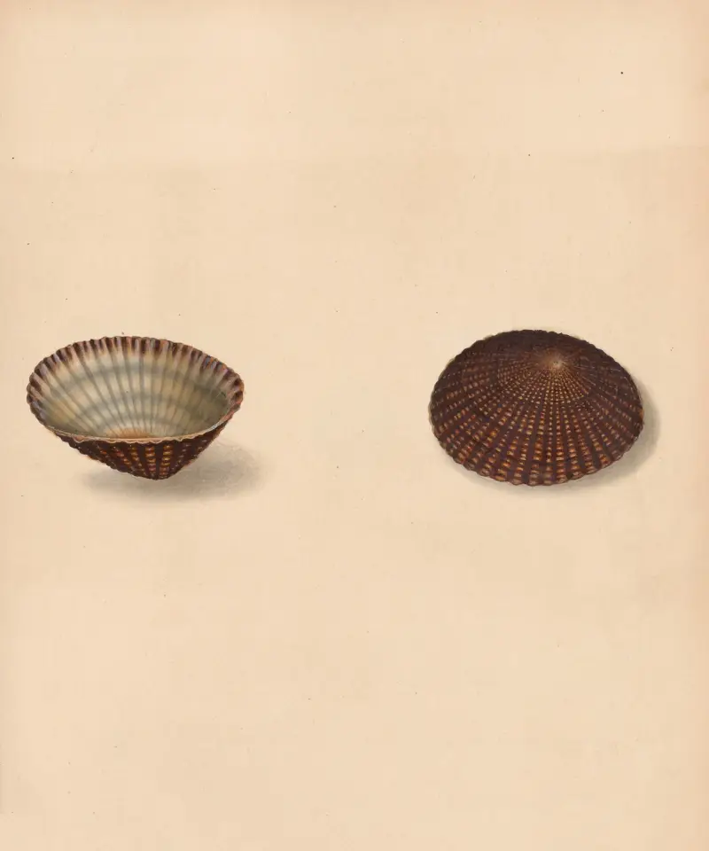 The universal conchologist Pl.18 av Thomas Martyn
