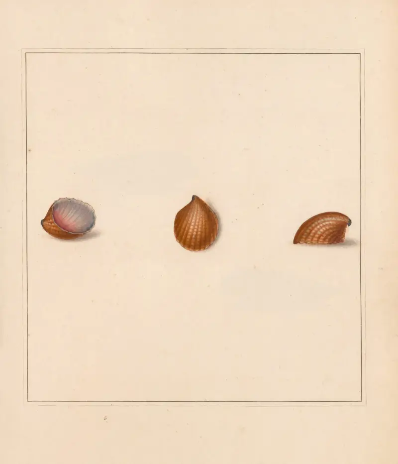 The universal conchologist Pl.19 av Thomas Martyn