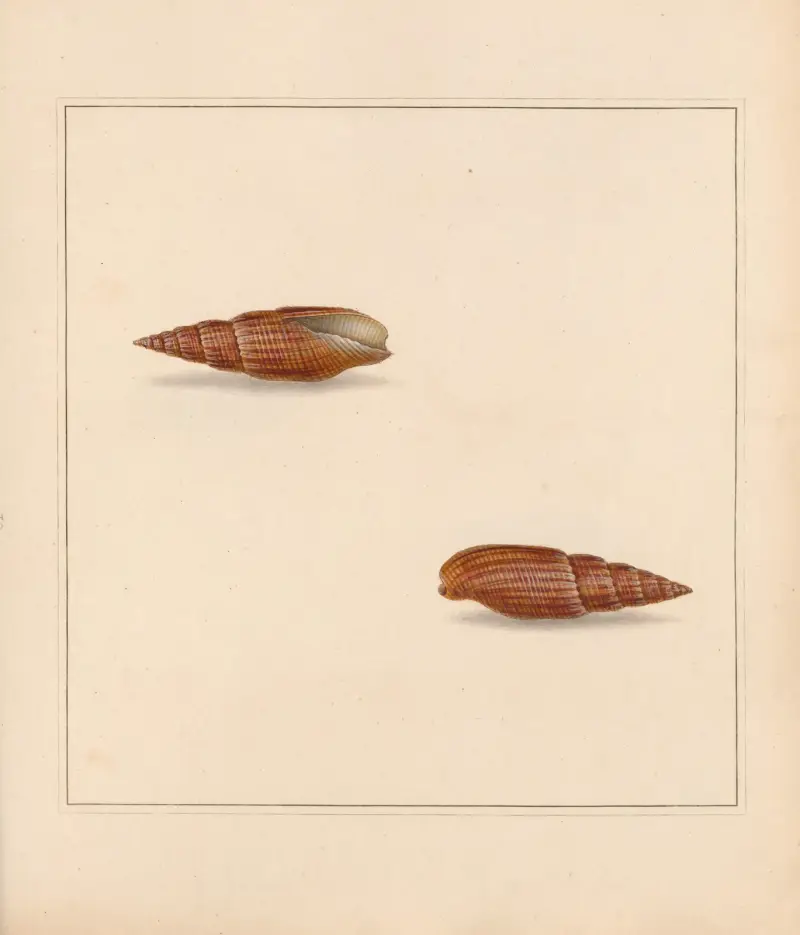 The universal conchologist Pl.20 av Thomas Martyn