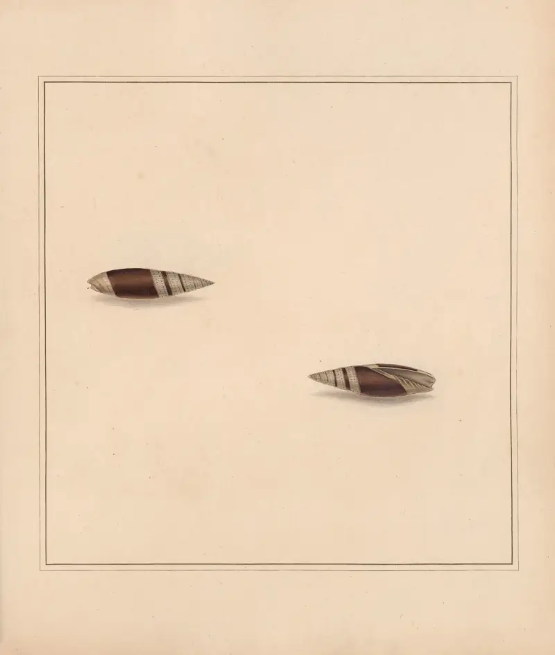 The Universal Conchologist Pl. 21, Thomas Martyn