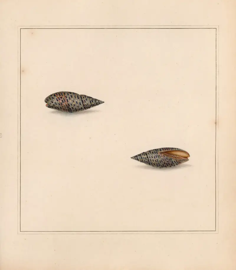 The universal conchologist Pl.22 av Thomas Martyn