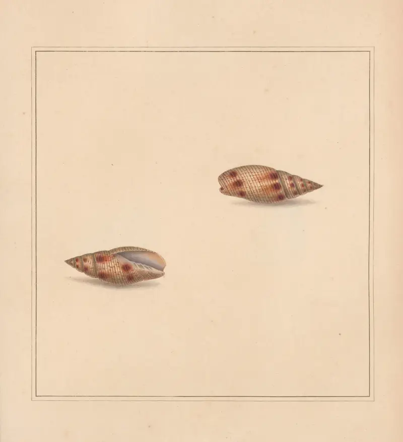 The universal conchologist Pl.24 av Thomas Martyn