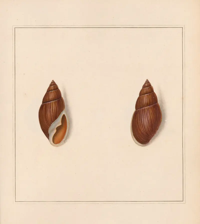 The universal conchologist Pl.26 av Thomas Martyn