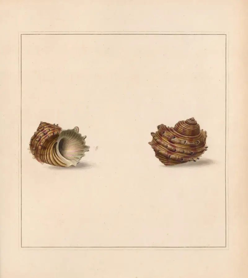 The universal conchologist Pl.27 av Thomas Martyn