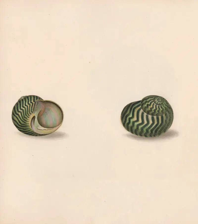 The universal conchologist Pl.30 av Thomas Martyn