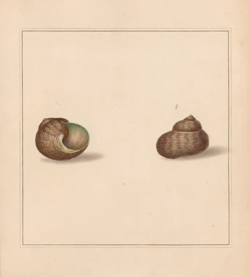 The universal conchologist Pl.38 av Thomas Martyn