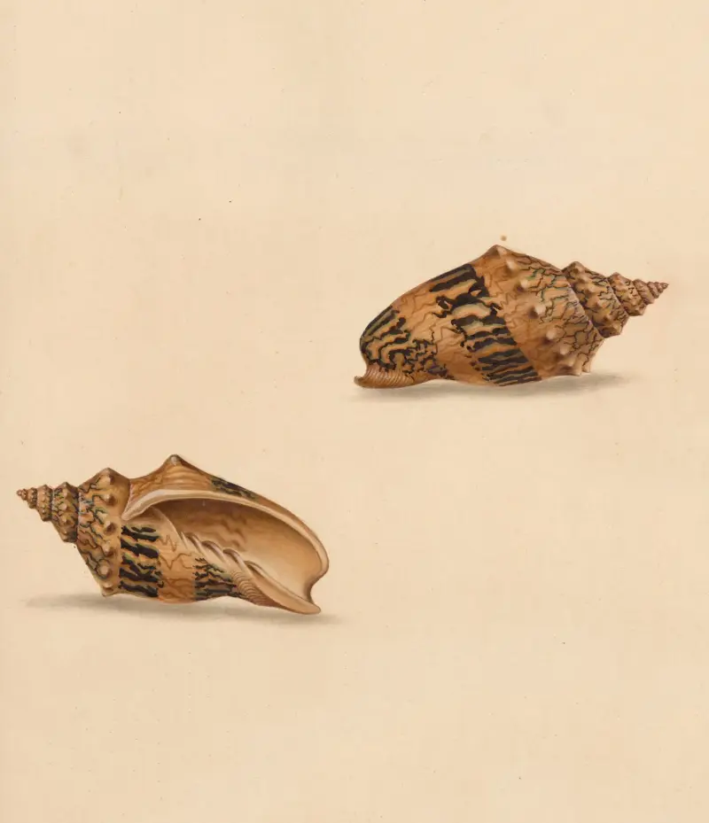 The universal conchologist Pl.53 av Thomas Martyn