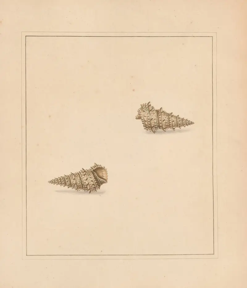 The universal conchologist Pl.59 av Thomas Martyn