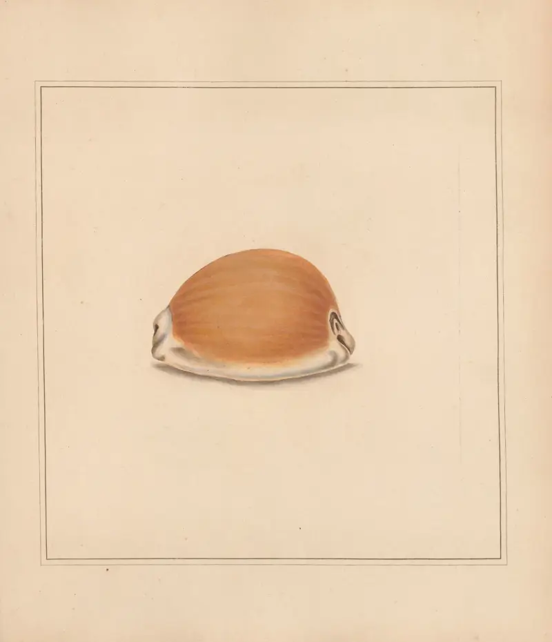 The universal conchologist Pl.60 av Thomas Martyn