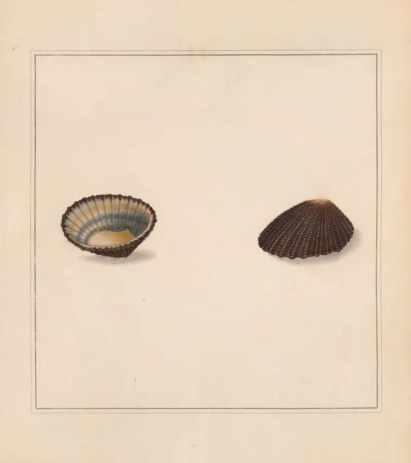 The universal conchologist Pl.66 av Thomas Martyn