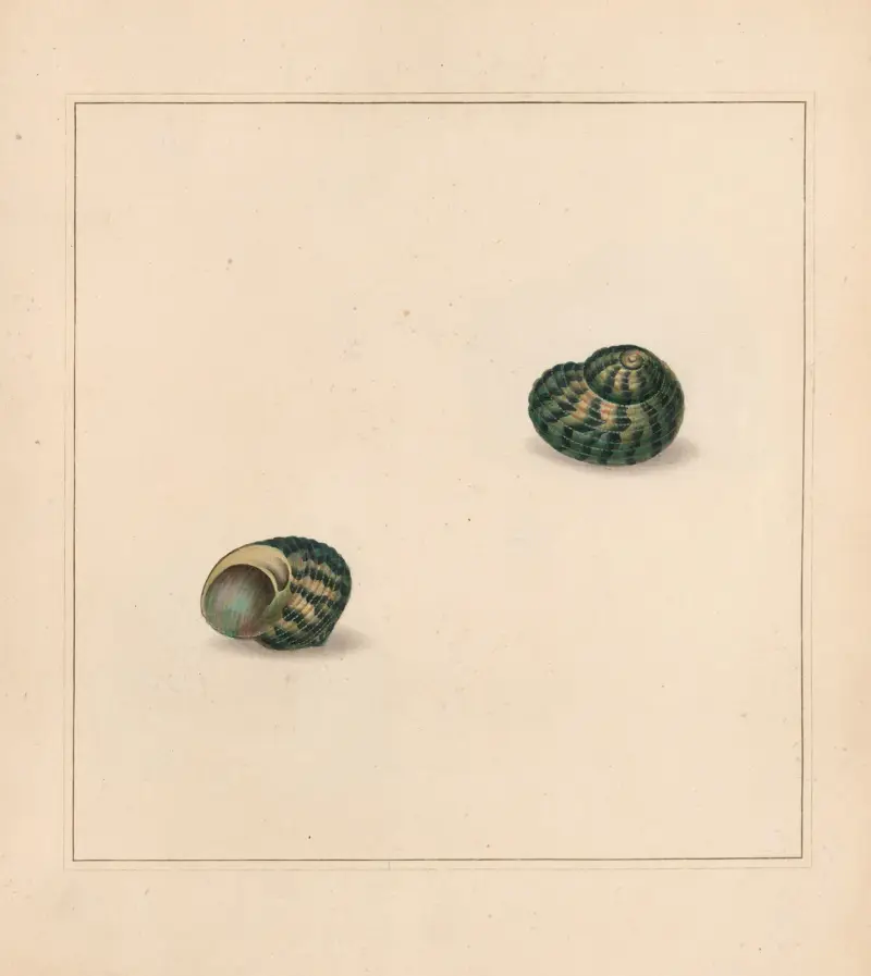 The universal conchologist Pl.71, Thomas Martyn