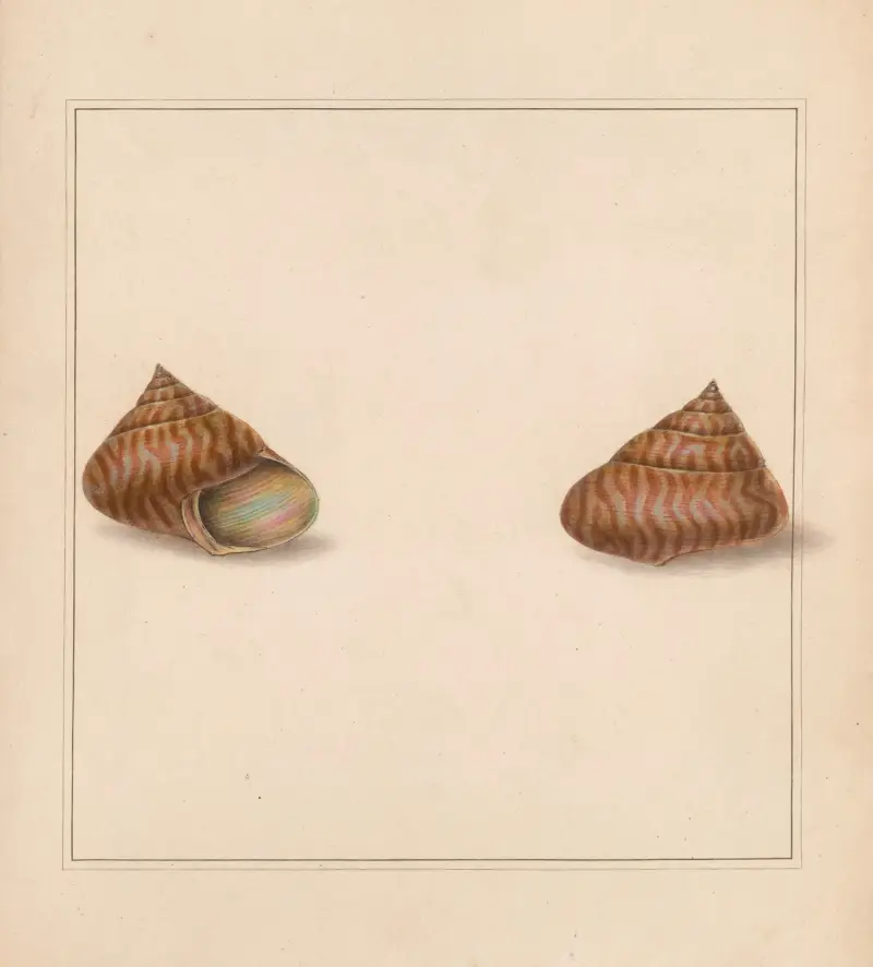 Univerzální koncholog, tab. 76, Thomas Martyn
