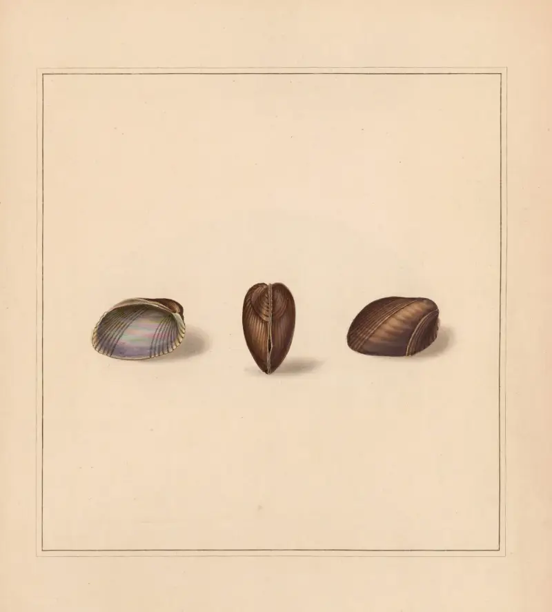 The universal conchologist Pl.78 av Thomas Martyn