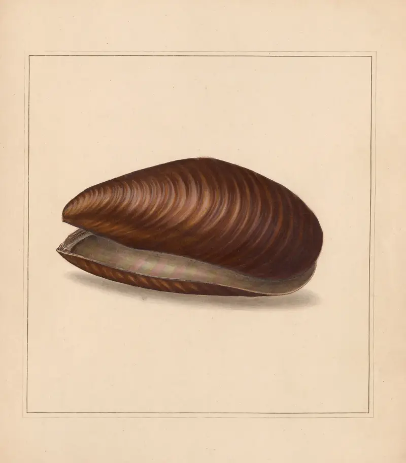 The universal conchologist Pl.79 av Thomas Martyn
