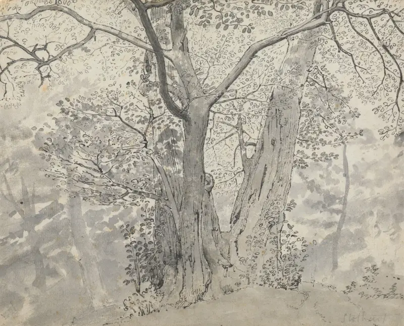 Tree Study av Thomas Stothard