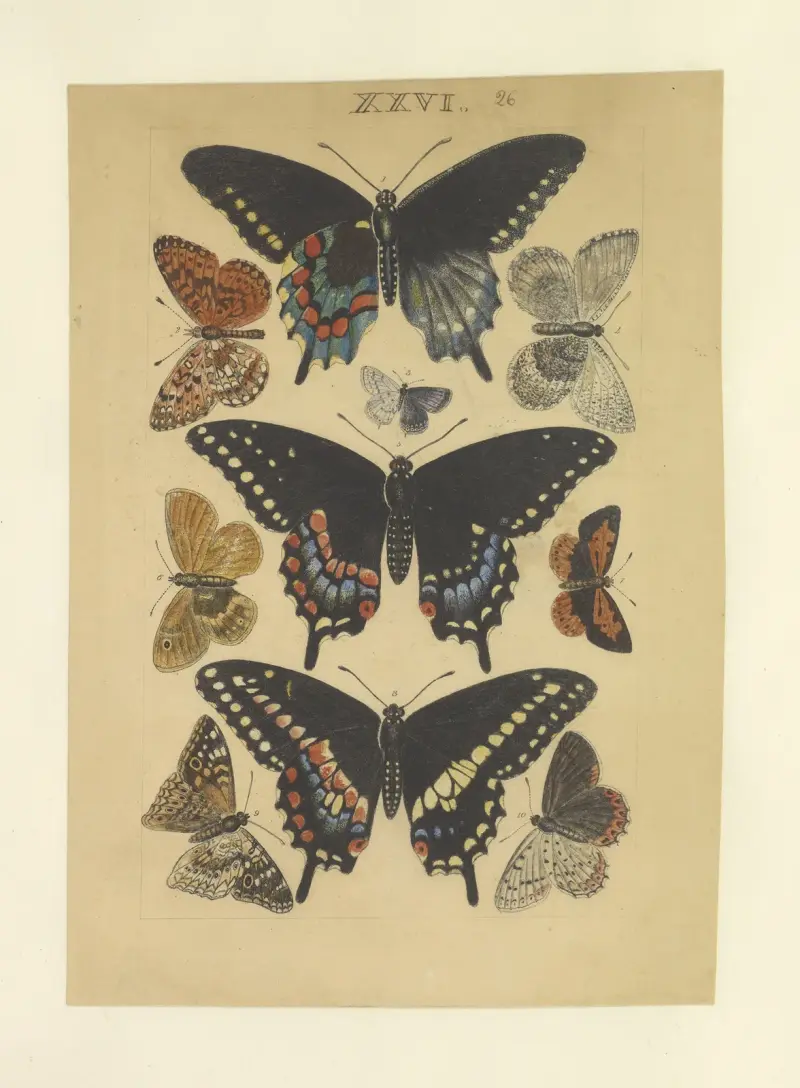 Lepidoptera Pl.026, Townend Glover